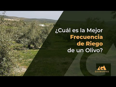 ¿Cómo garantizar el riego adecuado del olivo en verano?