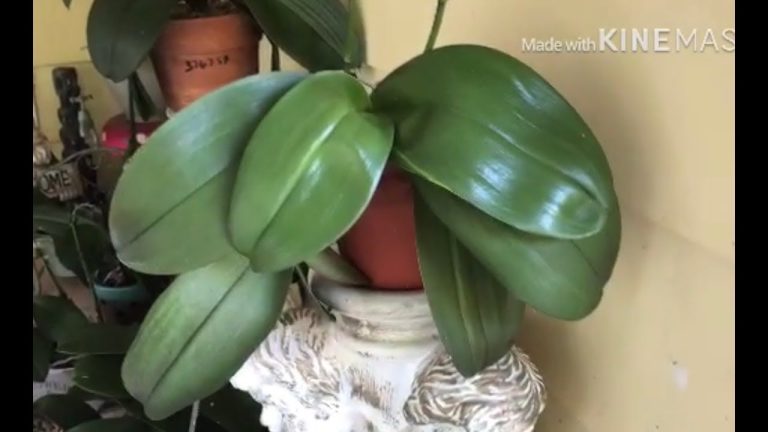 Aprende a podar tus orquídeas en casa de forma sencilla