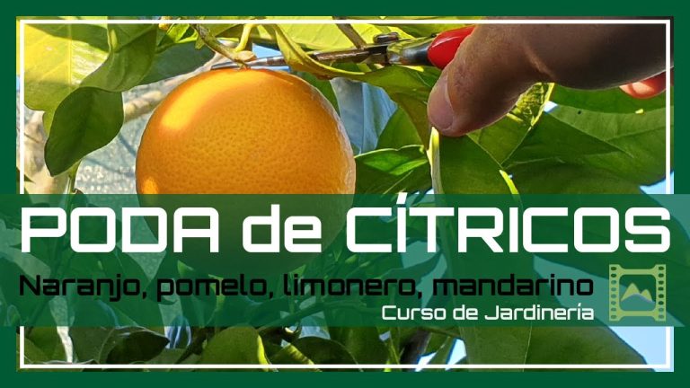 Descubre cuándo podar tus naranjos en Galicia: consejos útiles