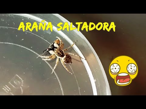 Araña saltarina en España: ¿Deberíamos temer su picadura?