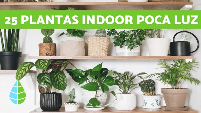 Descubre las plantas más resistentes para tu hogar en interior