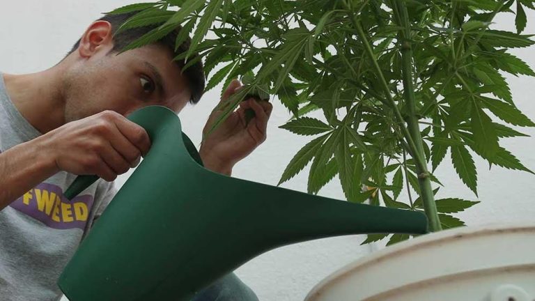 ¡Cuidado! ¿Cada cuánto debes regar tus plantas de marihuana indoor?