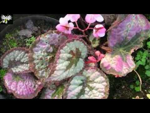 Begonia Rex: ¿La planta perfecta para interior y exterior?