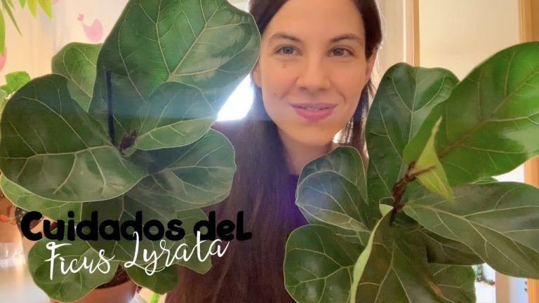 Recupera tu Ficus Lyrata: Consejos para revivir esta planta de interior