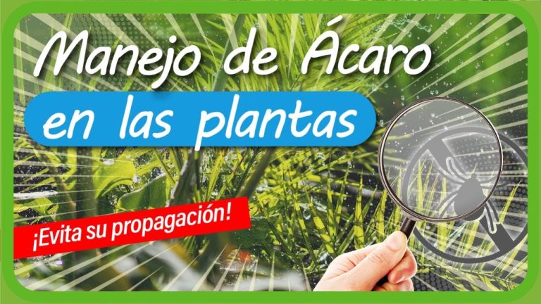 Aprende cómo combatir el ácaro blanco en tus plantas de manera efectiva
