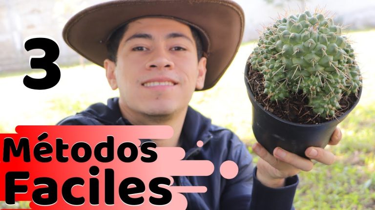 Secretos para que tu cactus crezca al ancho: ¡Conoce cómo hacerlo!