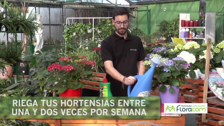 Aprende a Regar tus Hortensias para un Jardín Espectacular