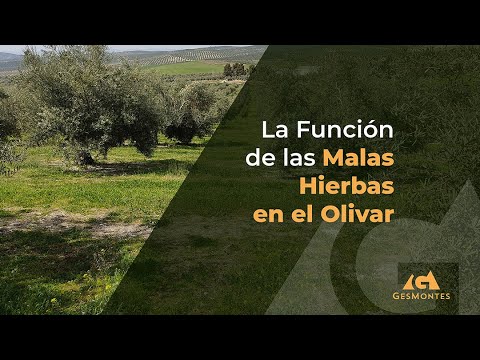 Elimina la hierba invasora de tus olivos en 3 pasos sencillos