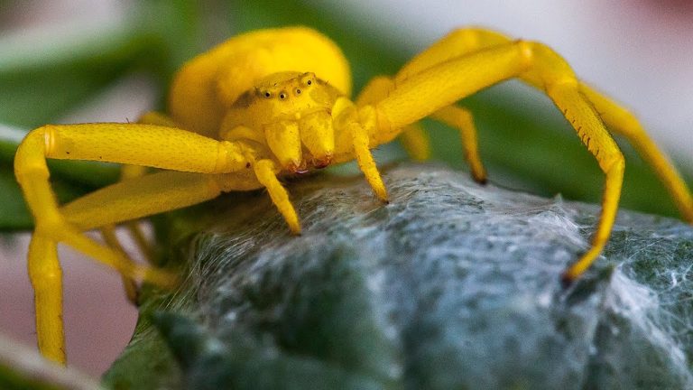 La amenaza invasora: la araña amarilla de jardín ataca tus plantas