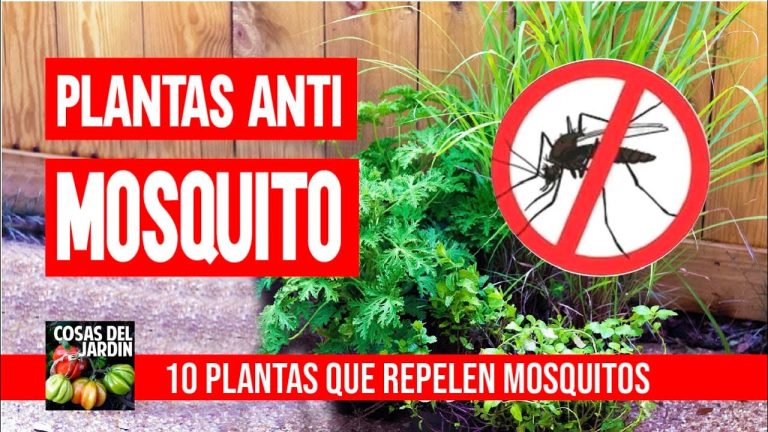 Ahorra dinero y protege tu hogar: plantas de interior contra mosquitos