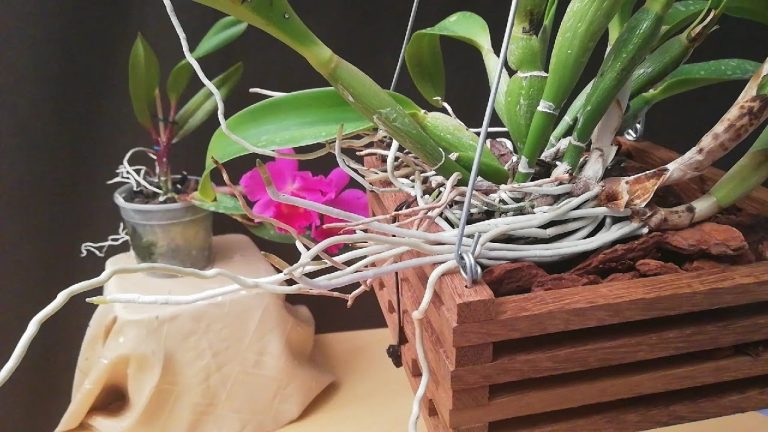 Aprende cómo plantar una elegante orquídea en casa en tan solo unos pasos