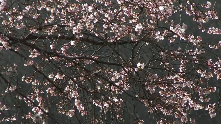 El espectáculo de la naturaleza: Cuando florece un cerezo