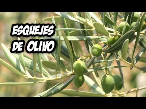 Descubre cómo hacer esquejes de olivo en agua sin complicaciones