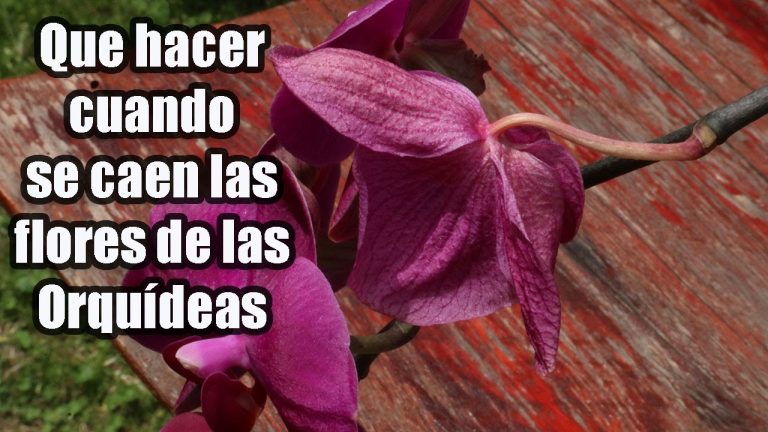 ¿Por qué las orquídeas pierden sus flores?