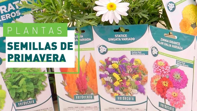 Transforma tu jardín con semillas de flores para plantar este verano