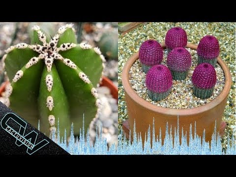 Descubre los cactus más resistentes al frío y al sol para tu jardín