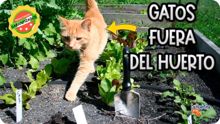 ¿Cómo espantar gatos del huerto para proteger tus cultivos?