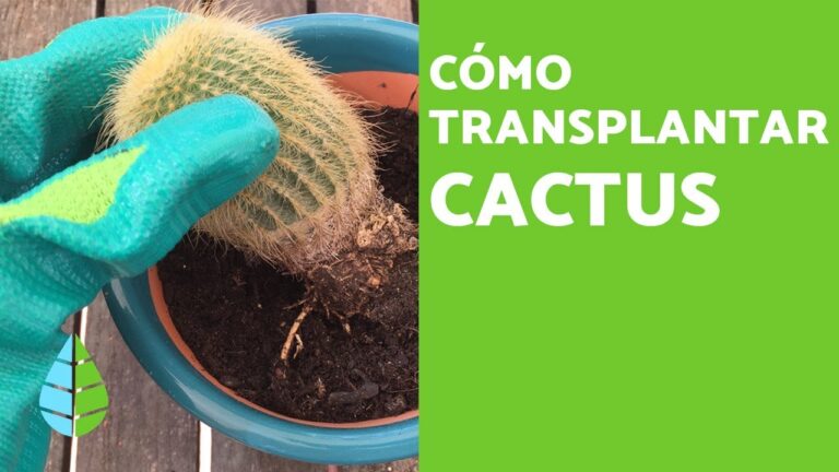 Secretos para trasplantar tu cactus pequeño sin dañarlo