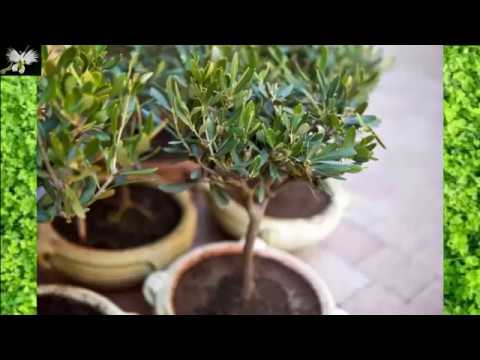 Aprende a cultivar un olivo en maceta para disfrutar de su deliciosa cosecha