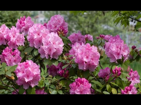 El espectáculo natural más impresionante: ¡Cuando florece el rododendro!