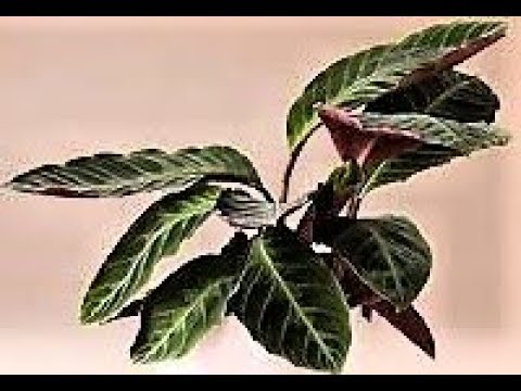 Calathea Crocata: La Planta Perfecta para Decorar tu Hogar, Interior o Exterior
