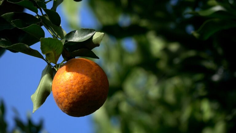 Descubre el nombre del árbol de la mandarina en tan solo unos segundos