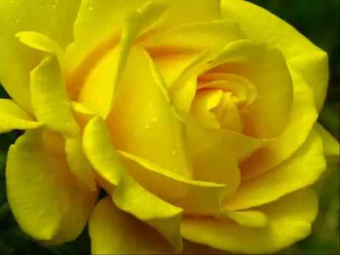 Descubre el Significado Oculto de las Frases con Rosas Amarillas en 70 Palabras