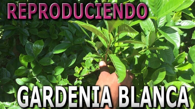 Aprende a plantar una gardenia como un profesional en 7 pasos