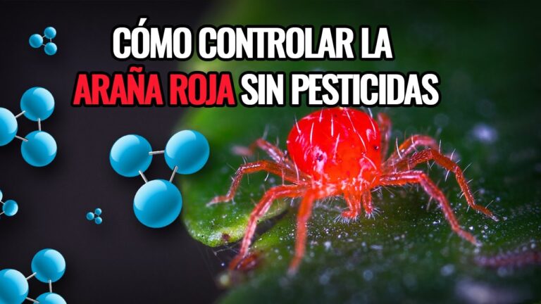 Elimina la araña roja con tratamiento químico eficaz
