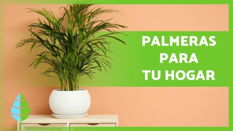Decora tu casa con plantas tipo palmeras para un ambiente tropical en interior